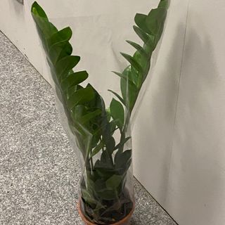 Замінокулькас 