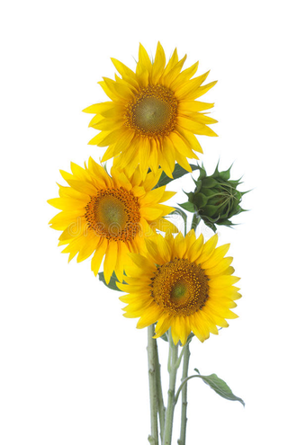 Tres Girasoles lpreparados con verdes jdecorativos