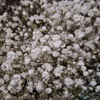 Tallo de Paniculata