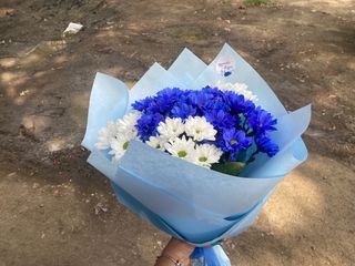 ჰოლანდიური ქრიზანთემა