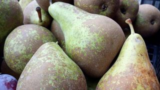 Pera ecológica conferencia