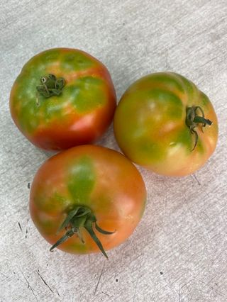 Tomate Ensalada Pages 500gr.