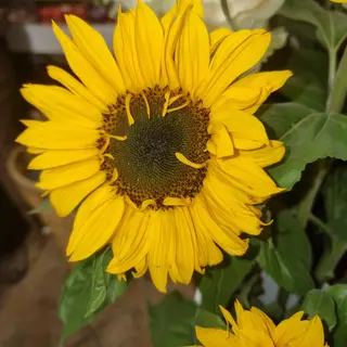 Girasole