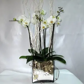planta de fhalaenopsis