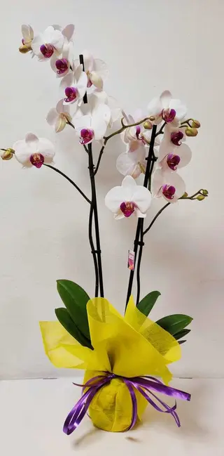 Orquídea blanca.
