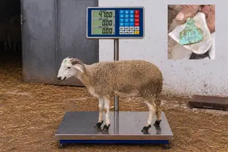01281889 - 47 Kg