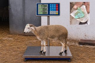 01281889 - 47 Kg