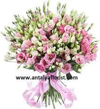 LISIANTHUS ROSA