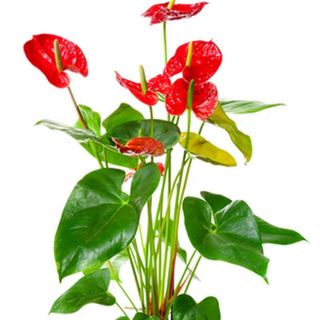Anthurium rosso