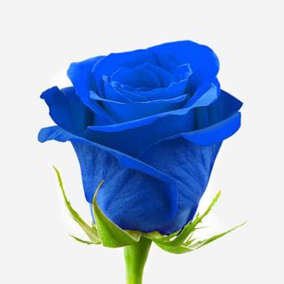 Ramo de 6 rosas azules 