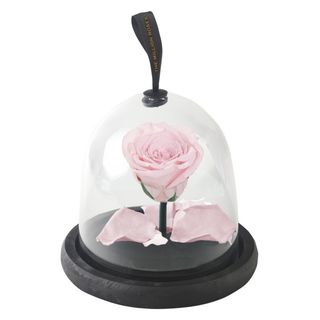 Cupola mica cu trandafir criogenat roz