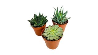 Sukulenti mix 8-10 cm