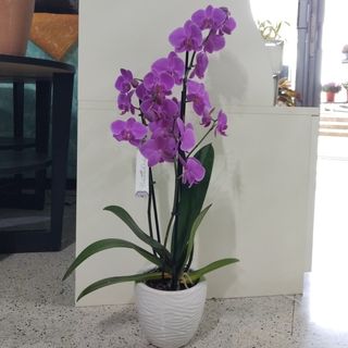 Orchidea Phalaenopsis