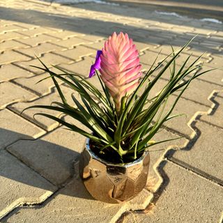 Тиландсия розова