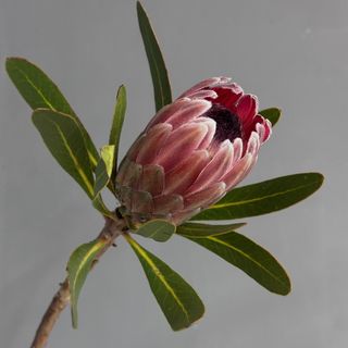 Протея, 1 шт.