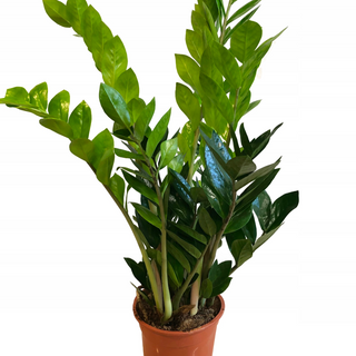 ZAMIOKULKAS ZAMIOLISTNY mały 