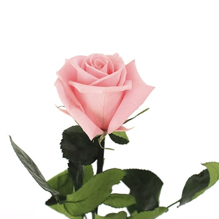 Rosa Eterna Rosa Pastel