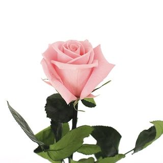 Rosa Eterna Rosa Pastel