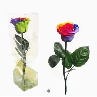Rosa Eterna Arcoiris Pequeña