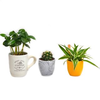 Set De 3 Mini Plante Care Purifica Aerul Pentru Birou