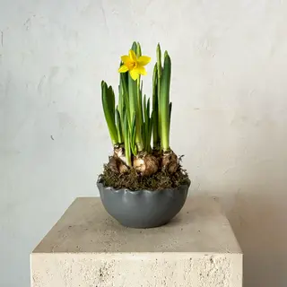 Centro de flores de narcisos amarillos en base cerámica
