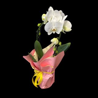 Orhidee alba tip arcada