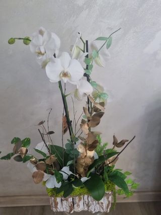 Orhidee naturala in ghiveci