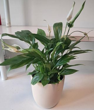 Skrzydłokwiat w osłonce