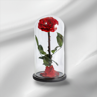 Vjecna ruza u zvonu ...crvena