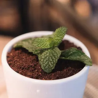 Brotes De Brownie