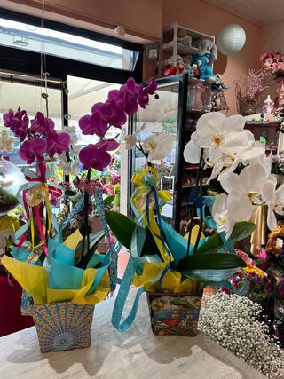 Orchidee Phalaenopsis ben confezionata