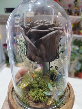 Cúpula rosa eterna chocolate