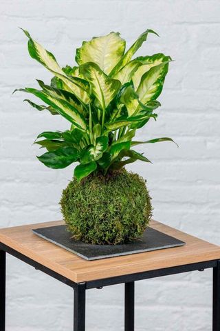Kokedama Dieffenbachia