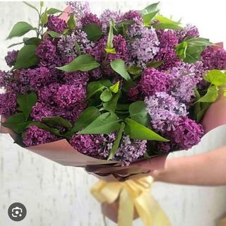 იასამანების თაიგული