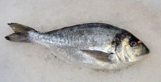 Dorada Salvaje Grande > 1,5Kg. > 1,5Kg.