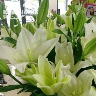 Ljiljan beli (RCIR 44)