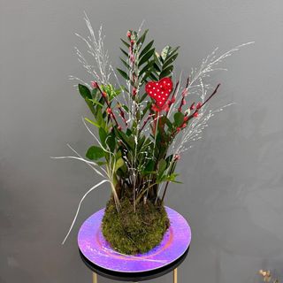 Zamioculcas arreglado 