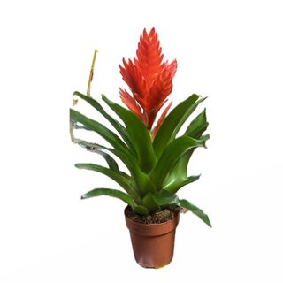 Bromélia vermelha 