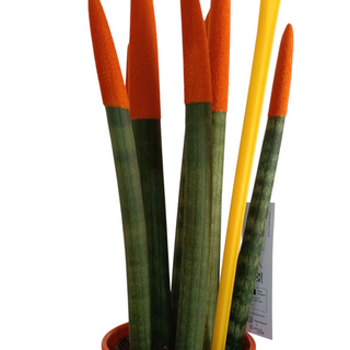 Sansiviera redonda en color naranja