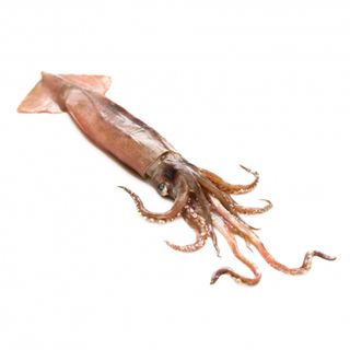 Calamar Pequeño 1 Kg.