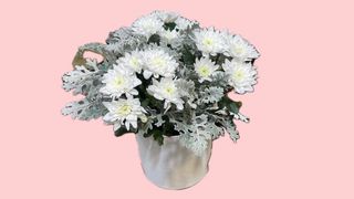 თეთრი ქრიზანთემების ბოქსი