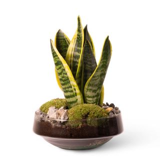 Sansevieria Garden 