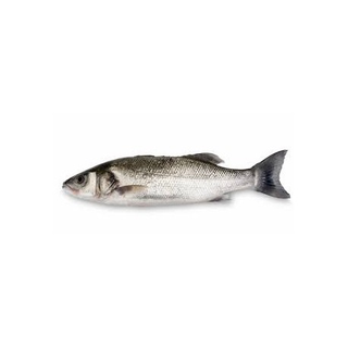Lubina 1,5- 1,80Kg.