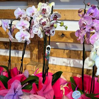 Orquídea Mamá