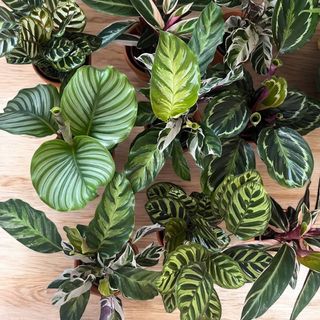 Losowa calathea . 
