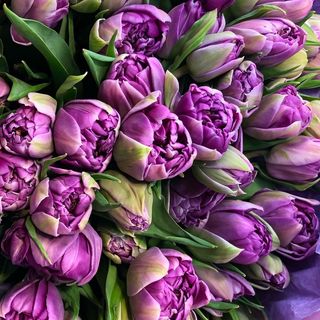 Bukiet tulipanów peoniowych 21 