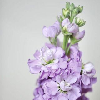 Matthiola mov deschis