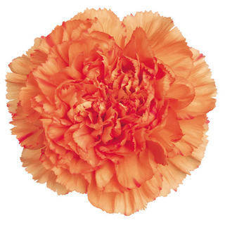  Clavel Naranja Flor Suelta (Por unidad/No es un ramo/No bouquet) 