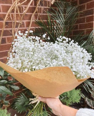 თეთრი გიფსოფილა