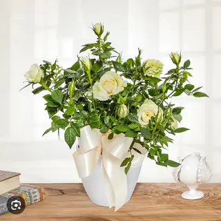 Pianta della rosa bianca 